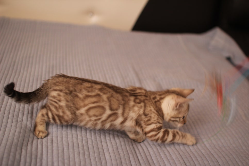 실밍크,브라운,실버뱅갈고양이 분양 합니다~ 관련 이미지 2