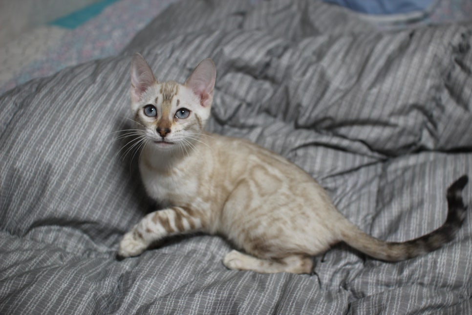 스노우뱅갈고양이 오팔에센스 관련 이미지 2