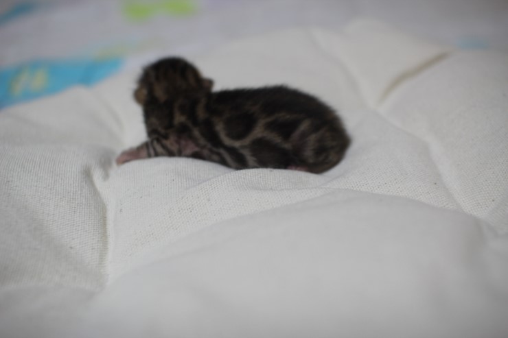 뱅갈고양이 예약된 여아예요~ 관련 이미지 1