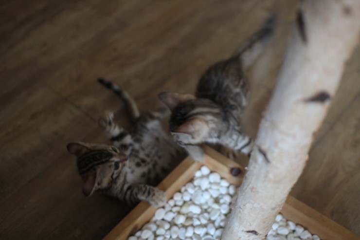뱅갈고양이 꼬맹이들 사진이예요~ 관련 이미지 14