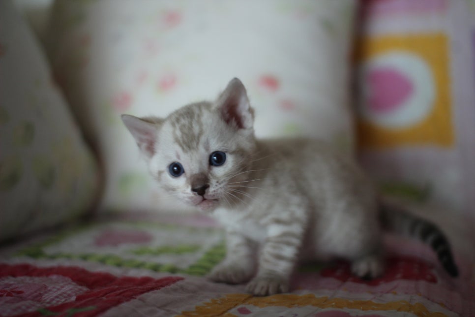 앙증,깜찍 스노우 뱅갈고양이 꼬맹이들~~ 관련 이미지 8
