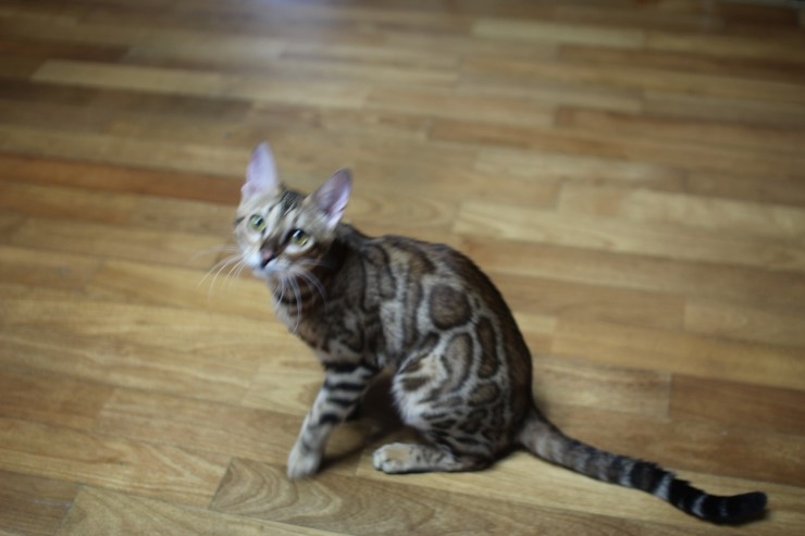 뱅갈고양이 세라 이쁘게 크고 있구나~~ 관련 이미지 1