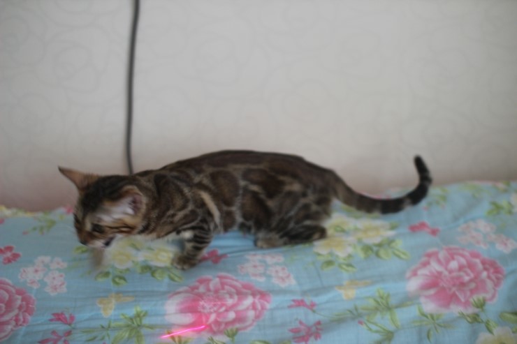 밍크 뱅갈고양이 여아와 같이 가는 브라운 여아예요~ 관련 이미지 2