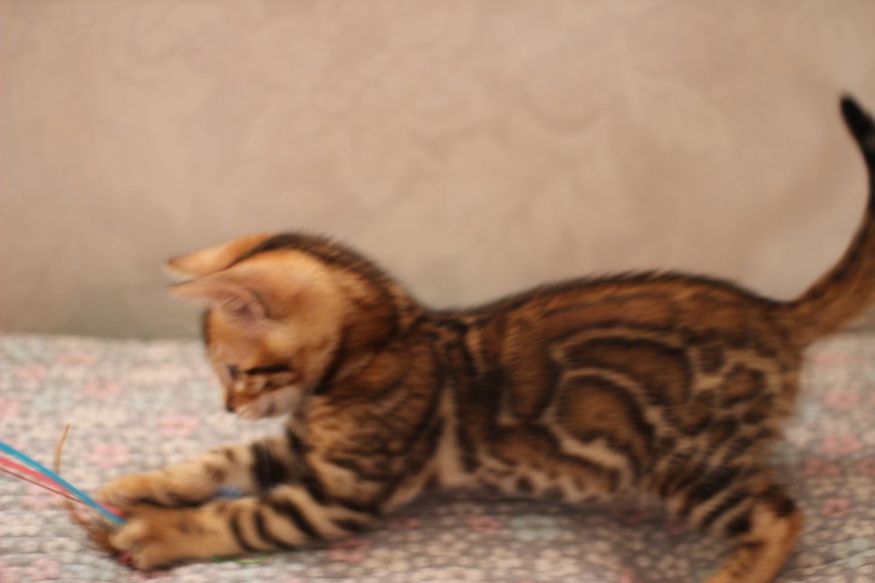빅로젯이 멋진 뱅갈고양이 형제 분양 합니다~ 관련 이미지 27