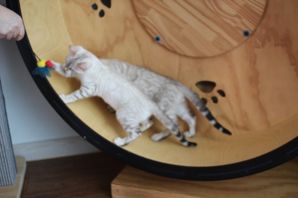 분양중인 스노우뱅갈고양이 남매예요~ 관련 이미지 9