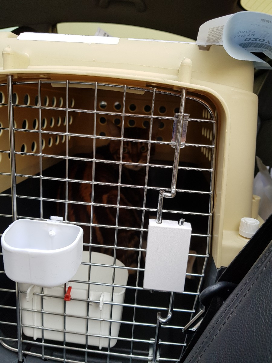 브라운 뱅갈고양이 남아 입국 했어요 관련 이미지 2