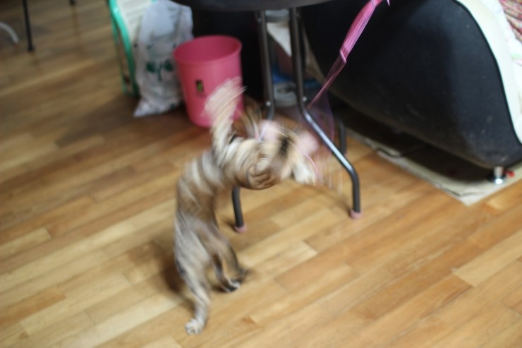 반짝반짝 빛나는 브라운 뱅갈고양이 세라예요~ 관련 이미지 1