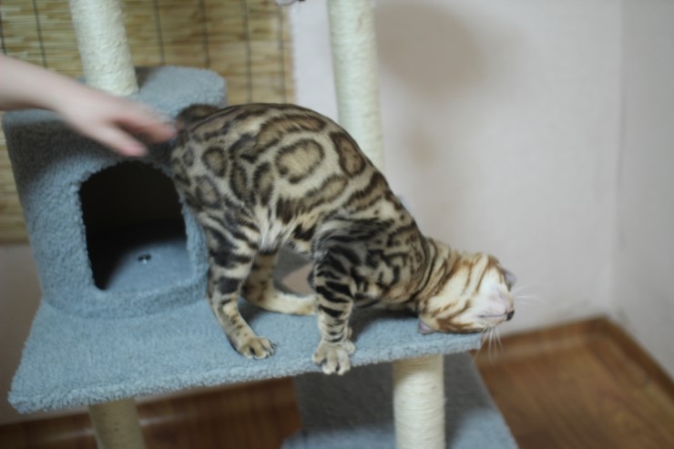 뱅갈고양이 장고 신났네요 ㅎㅎㅎ 관련 이미지 2