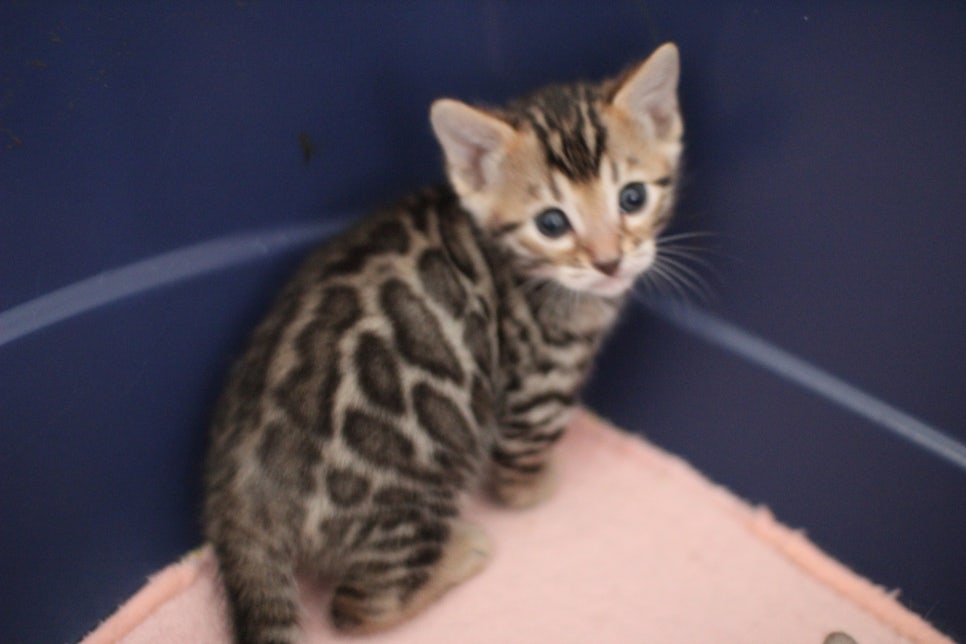 브라운 뱅갈고양이 꼬맹이 겁 작뜩~ 관련 이미지 1