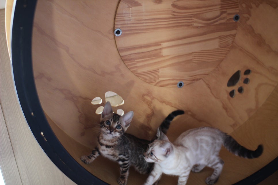 브라운,스노우 뱅갈고양이 여아들 분양해요~ 관련 이미지 14