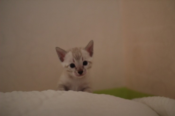 뱅갈고양이 분양 그냥 지나칠수 없을걸? 관련 이미지 22