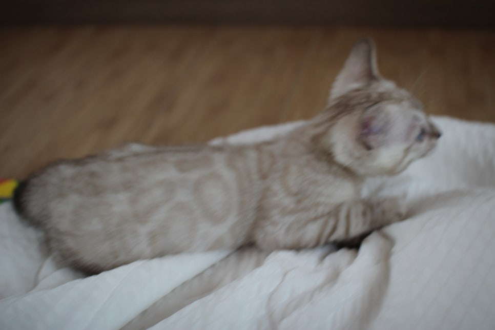 빅로젯 실밍크 뱅갈고양이 남아예요 관련 이미지 5