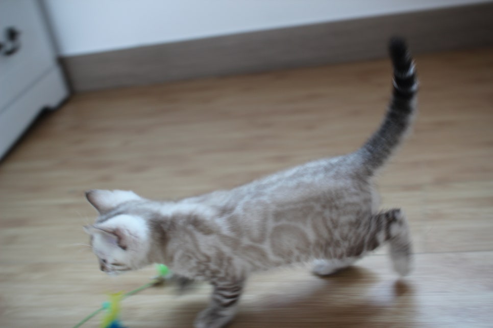 스노우뱅갈고양이 꼬맹이 신났네 신났어 관련 이미지 10