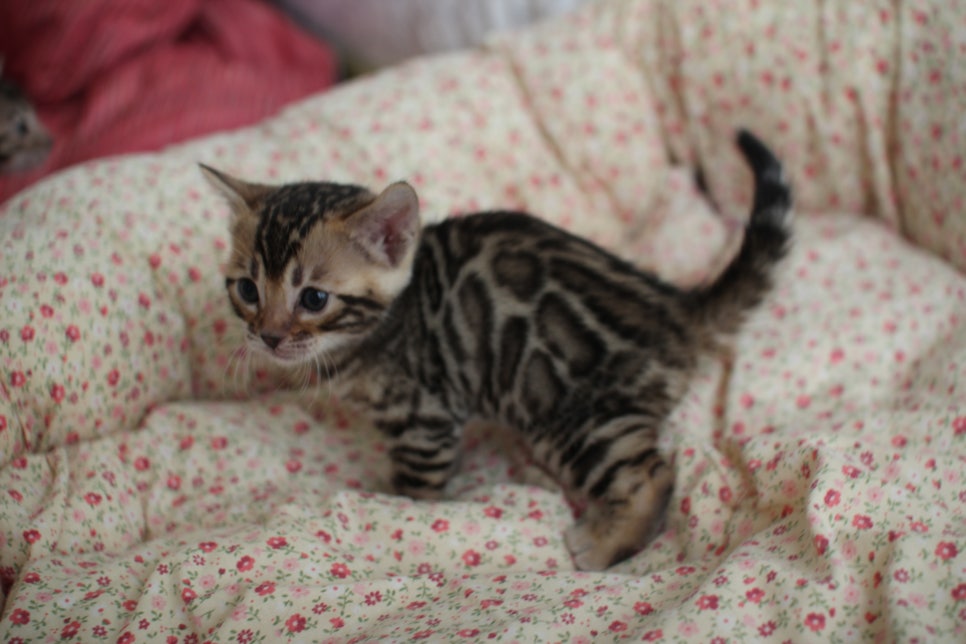 브라운 뱅갈고양이 여아2 분양 합니다~ 관련 이미지 3