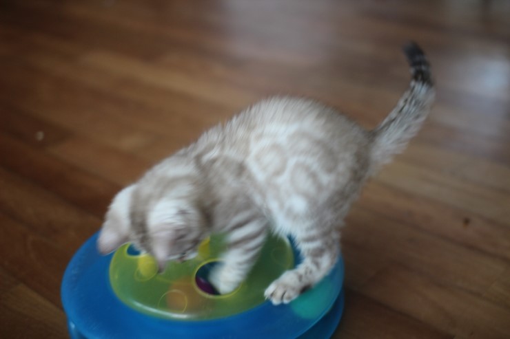 실밍크 클라우드 로젯 뱅갈고양이 남아예요~ 관련 이미지 7