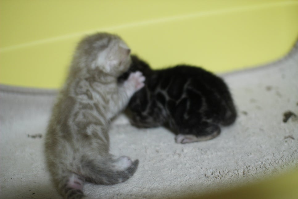 브라운과 실밍크 뱅갈고양이 꼬물이~ 관련 이미지 9