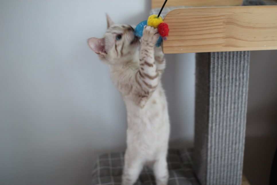 스노우뱅갈고양이 여아 분양해요~ 관련 이미지 4