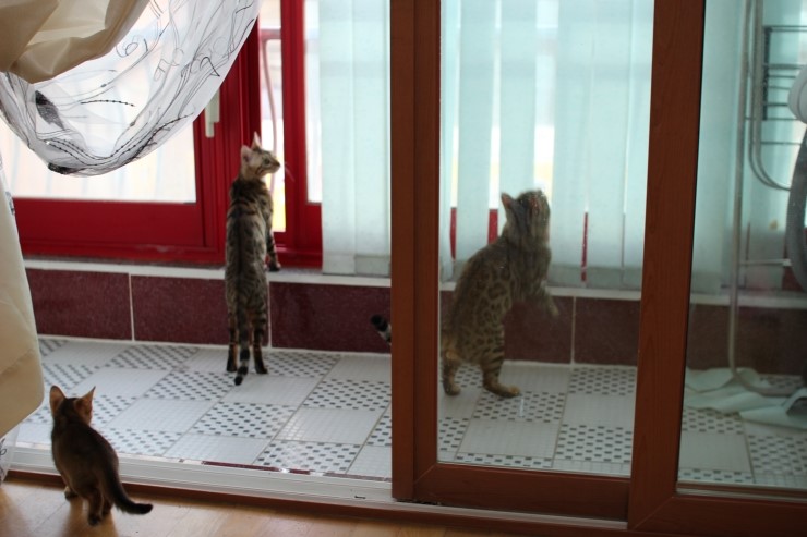 날도 많이 풀렸으니 베란다에서 놀거라 ㅎㅎ 관련 이미지 6