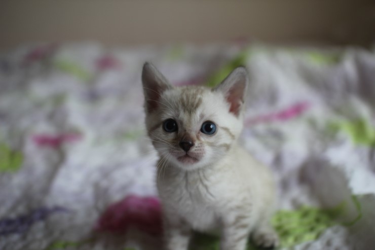스노우 뱅갈고양이 흰둥이~ 관련 이미지 3