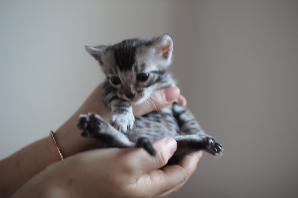 어메이징 실버뱅갈고양이 남아예요~ 관련 이미지 5