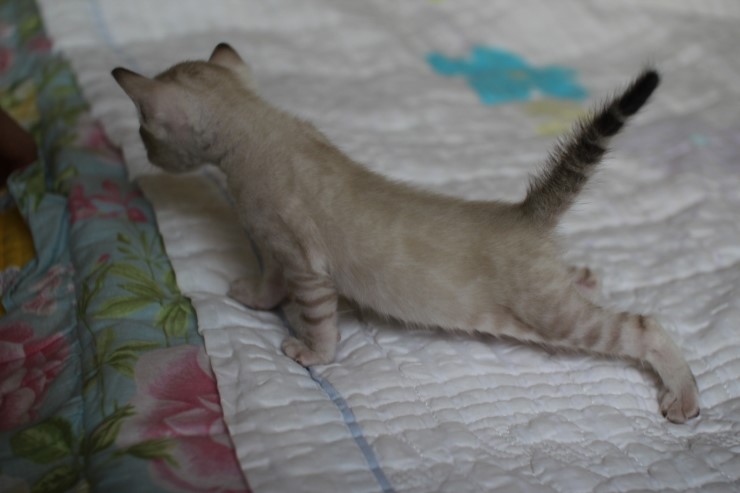 실링스 뱅갈고양이 커퍼 여아~~ 관련 이미지 5