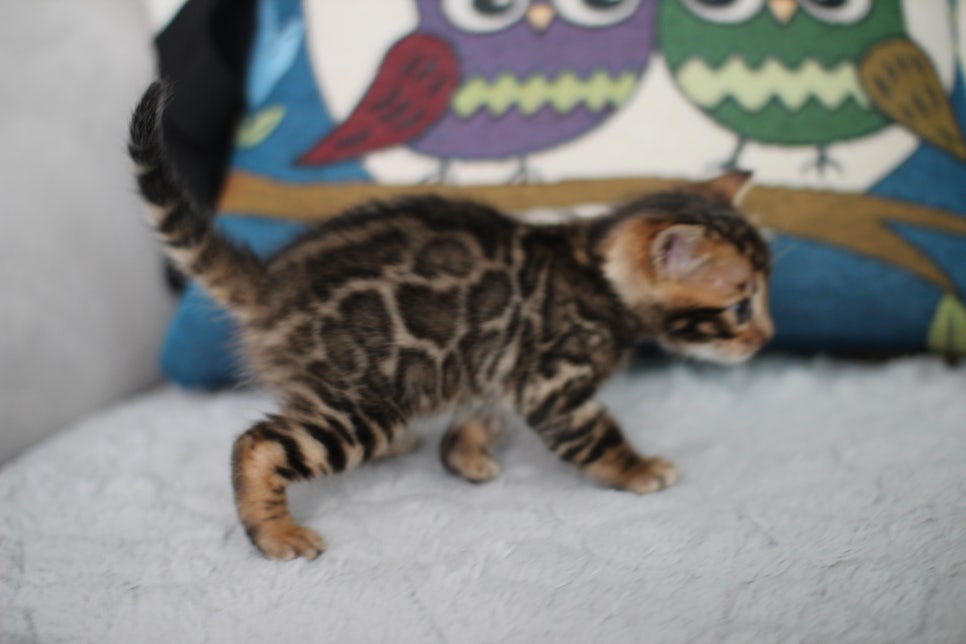 분양중인 브라운 뱅갈고양이 남아예여~ 관련 이미지 2