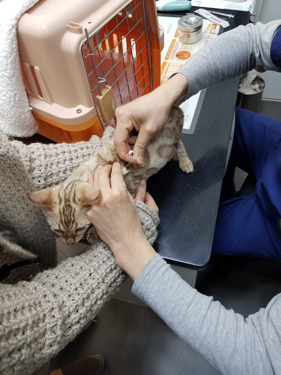 실밍크 뱅갈고양이 남아 미국으로 가요... 관련 이미지 1