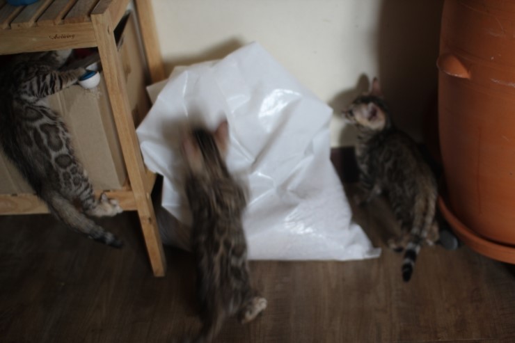 뱅갈고양이 꼬맹이들 사진이예요~ 관련 이미지 8