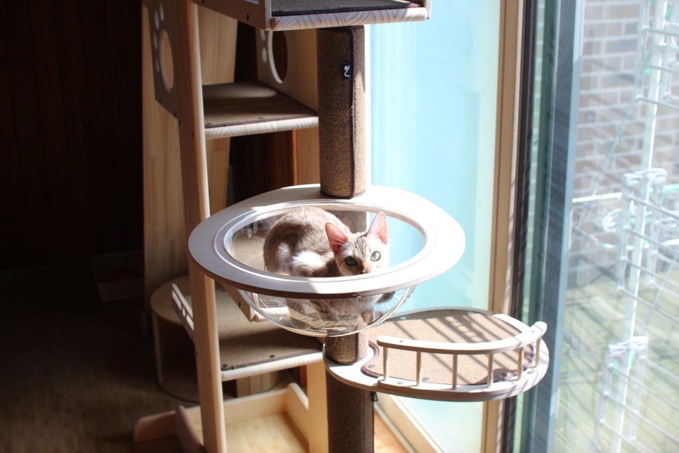 2층에서 생활하고 있는 스노우뱅갈고양이 주주~ 관련 이미지 1