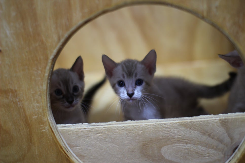 스노우뱅갈고양이 꼬맹이들~ 관련 이미지 9