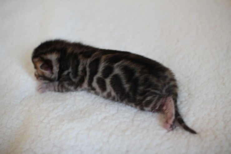 실버,브라운 뱅갈고양이 꼬물이들 사진 입니다 관련 이미지 26