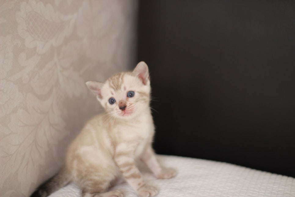 스노우뱅갈고양이 여아 예약분양 하고 있어요~ 관련 이미지 8