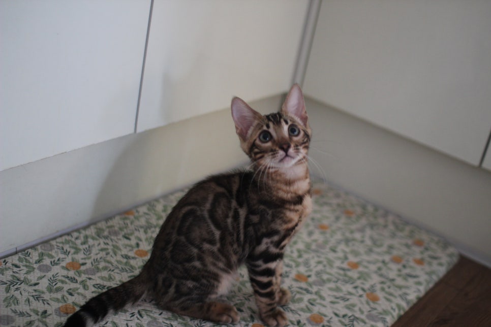 뱅갈고양이 강아지들 등장이요~~ 관련 이미지 13