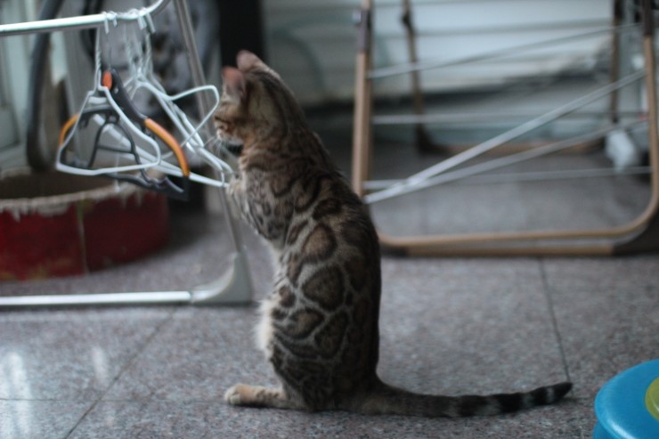 장난꾸러기 뱅갈고양이 리엔이예요~ 관련 이미지 1