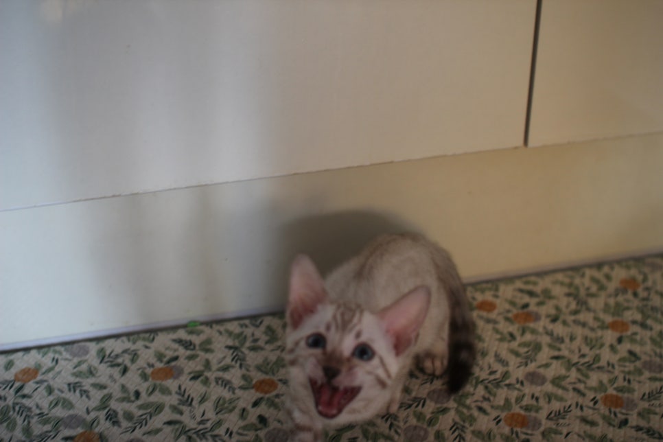 뱅갈고양이분양 행복 가득한 아이들 관련 이미지 3