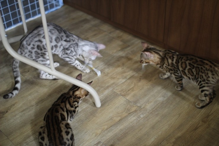 뱅갈고양이 미남 로한이와 아이들... 관련 이미지 5