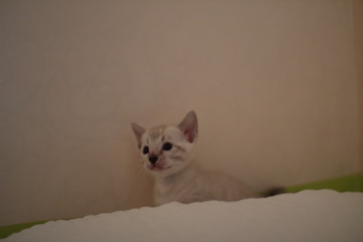 뱅갈고양이 분양 그냥 지나칠수 없을걸? 관련 이미지 21