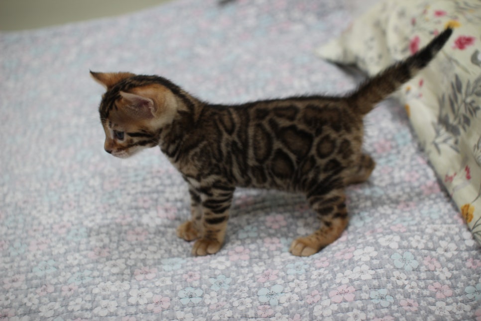 브라운 뱅갈고양이 여아1 분양해요~ 관련 이미지 9