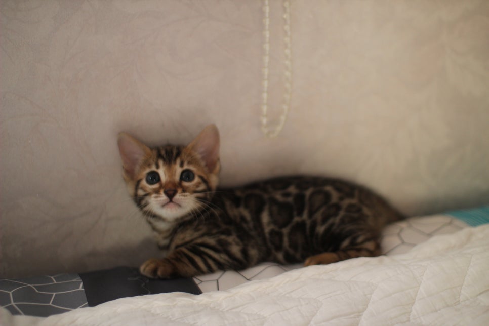 분양중인 뱅갈고양이 브라운 남아,스노우 여아예요~ 관련 이미지 12