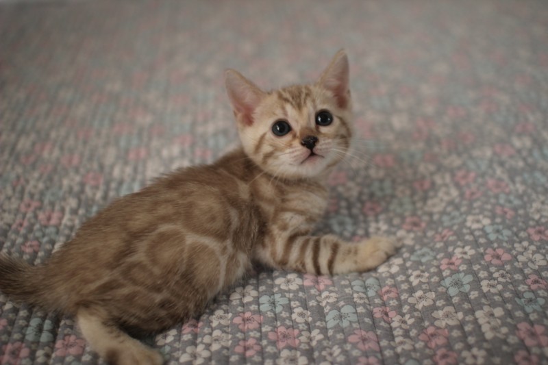 뱅갈고양이분양 초미묘들 등장이요 관련 이미지 8