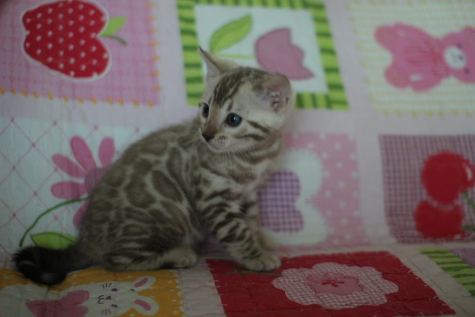 뱅갈고양이 분양은 순수혈통에 아이로 입양하세요~ 관련 이미지 11