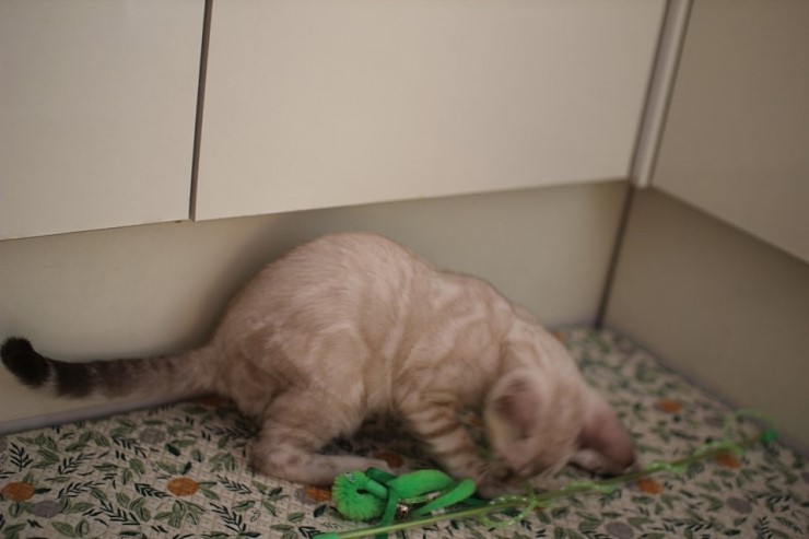 강아지니? 고양이니? 관련 이미지 5