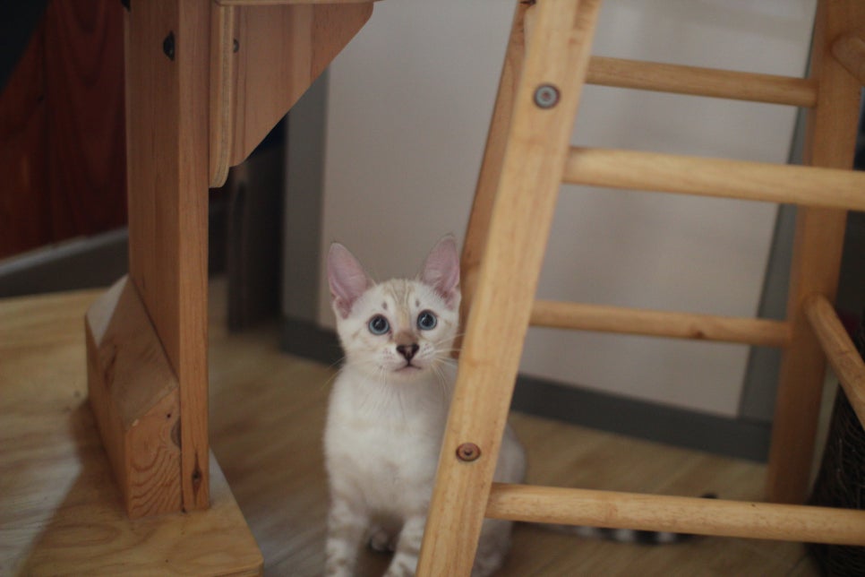 스노우뱅갈고양이 고급스러움을 자아내는 아이들 관련 이미지 9