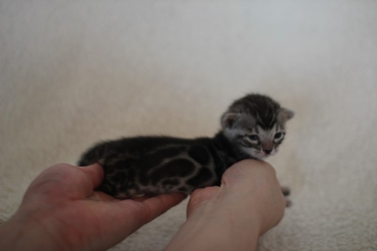 실버뱅갈고양이 클라우드 로젯 여아예요 관련 이미지 1