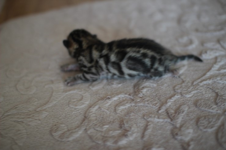 뱅갈고양이 꼬물이 남아예요~ 관련 이미지 1