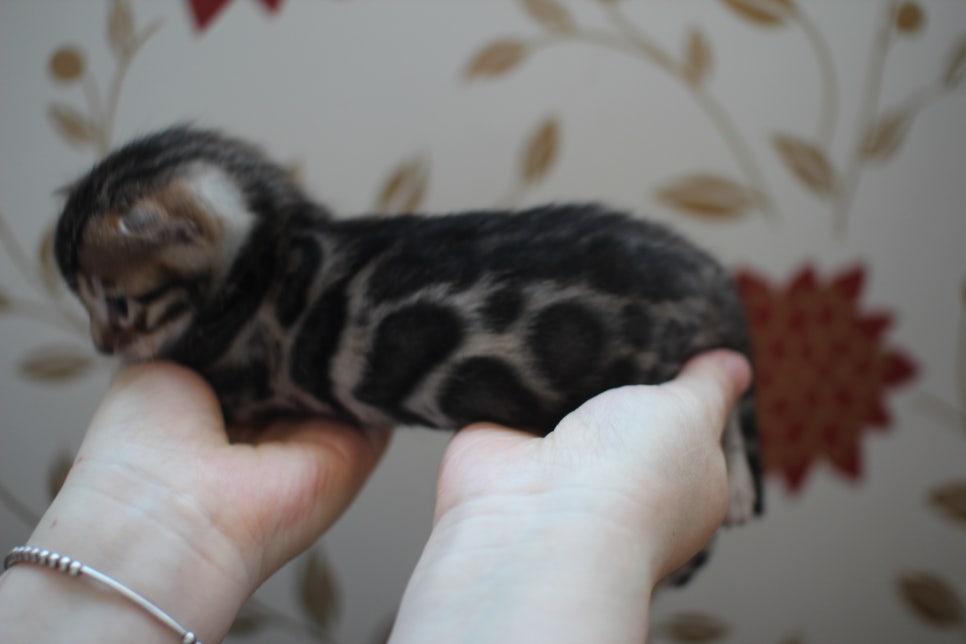 어메이징 브라운 뱅갈고양이 삼형제예요~ 관련 이미지 5