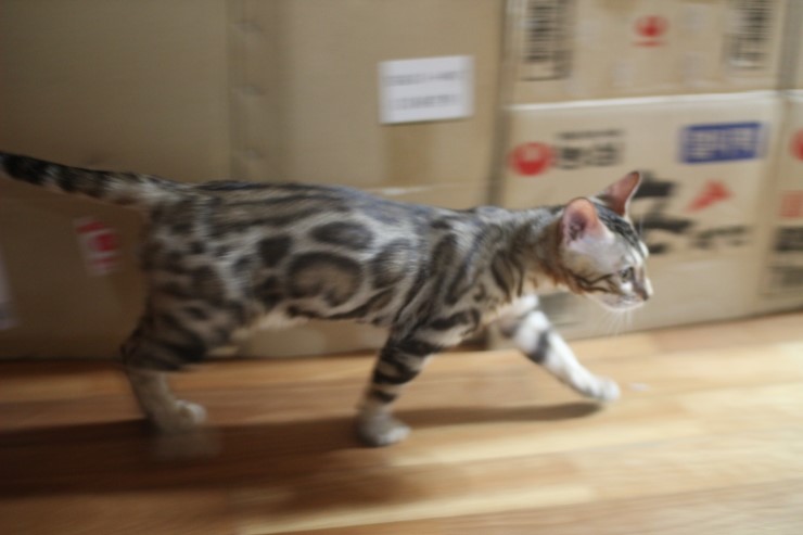 요 녀석 여기 숨어 있었구나~ 관련 이미지 7