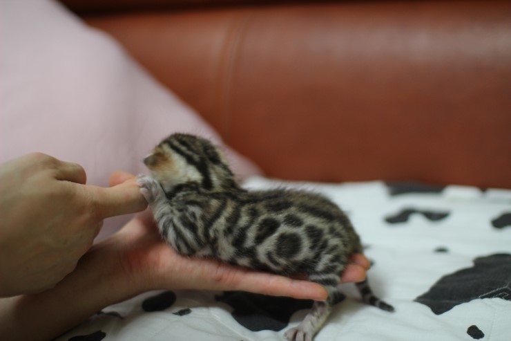 토실토실~ 관련 이미지 6