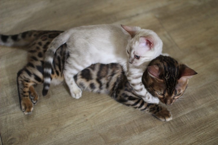 뱅갈고양이,뱅갈고양이 분양,순둥이 링컨이~~~ 관련 이미지 3