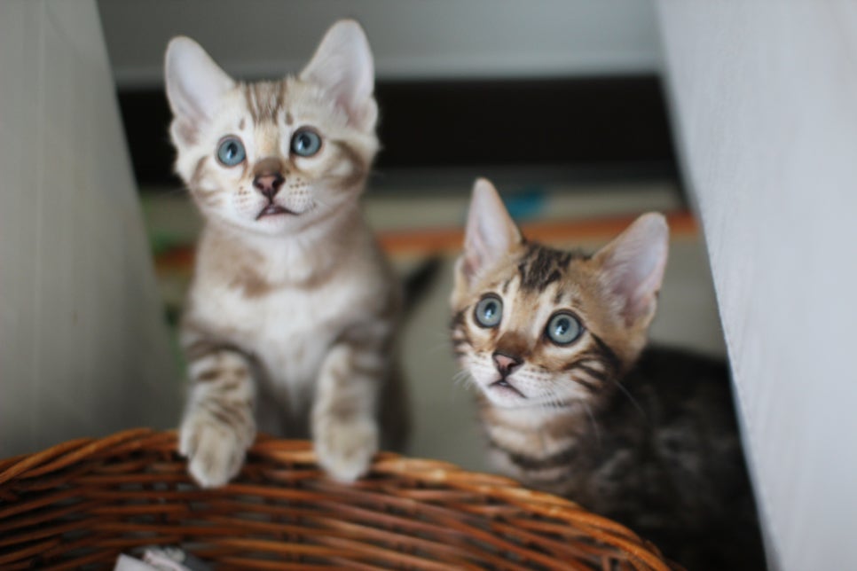 실밍크,브라운 뱅갈고양이 남아 분양해요~ 관련 이미지 1